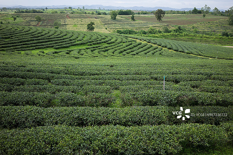 风景优美的绿茶种植园山谷图片素材