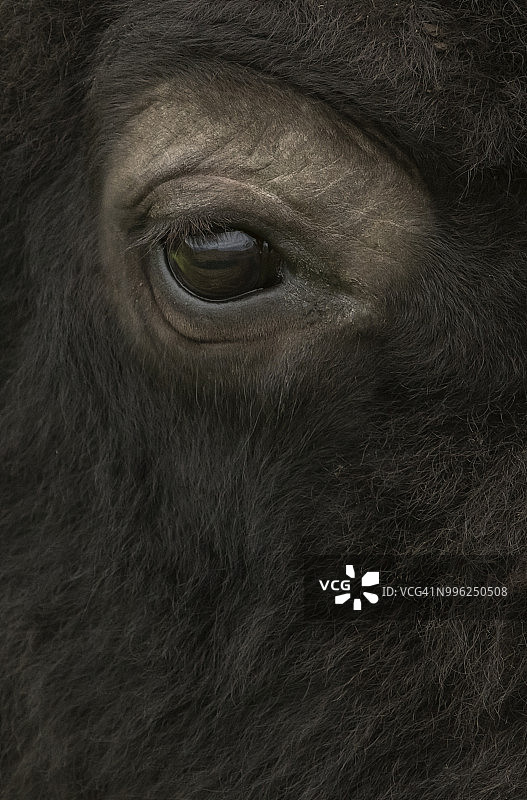 美国野牛，蒙大拿，眼球图片素材