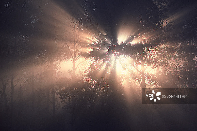 森林里的阳光图片素材