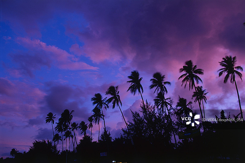 落日映出海滩上椰子树的轮廓图片素材