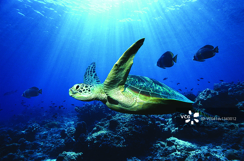 在马来西亚西巴丹岛水下游泳的绿海龟(数字作曲)图片素材
