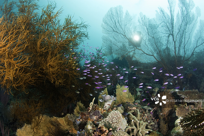 带着巨大的柳珊瑚海迷的潜水员图片素材