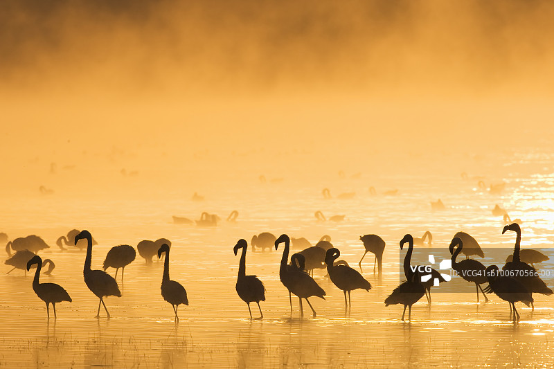 日落时湖面上的小火烈鸟图片素材