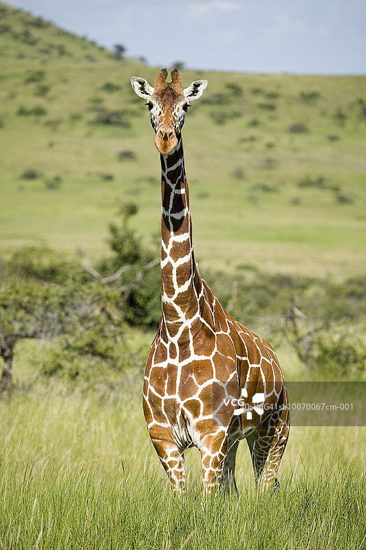肯尼亚，勒瓦保护区，马赛长颈鹿站在草原上图片素材