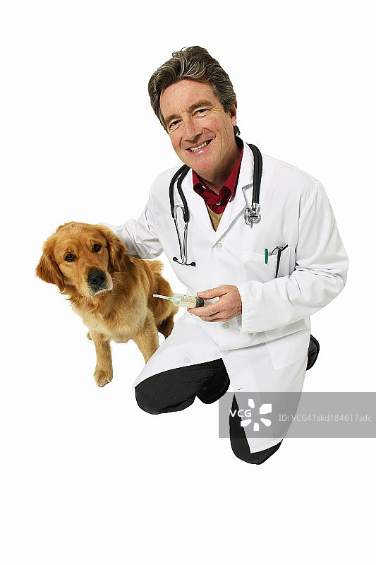 兽医和金毛猎犬的肖像图片素材