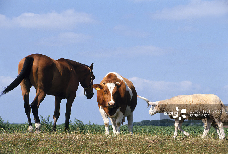 马，牛和羊在田野图片素材
