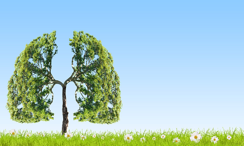 空气污染。绿树的概念形象，形状像人的肺图片下载
