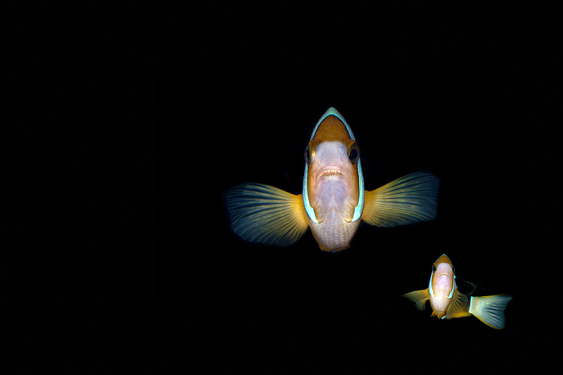 印度尼西亚北苏拉威西岛伦贝海峡黑色背景上的克拉克海葵鱼(克拉氏角闪鱼)。合成图像。图片下载