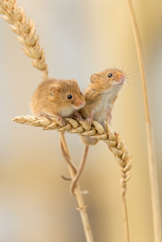 在小麦茎上收获老鼠(micromyys minutus)，英国德文郡，七月。俘虏。在16年8月24日之前，英国不提供贺卡和记事本。图片素材