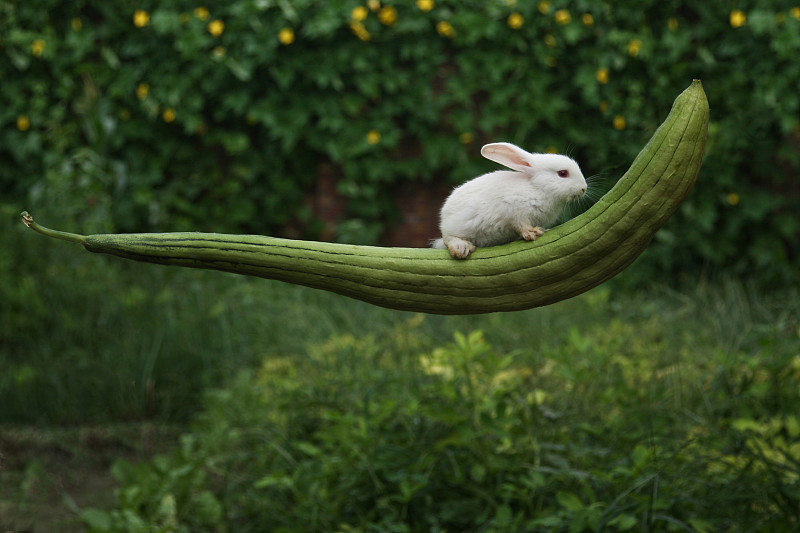 一只兔子趴在丝瓜上图片下载
