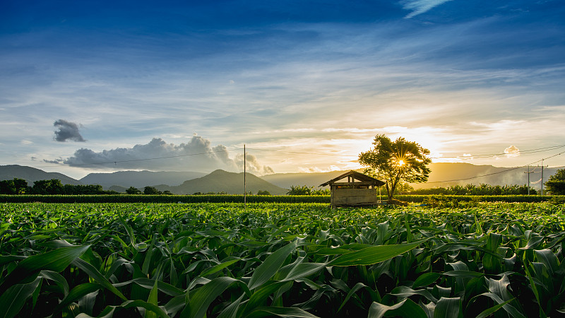 泰国的玉米田和阳光照亮了夕阳图片素材