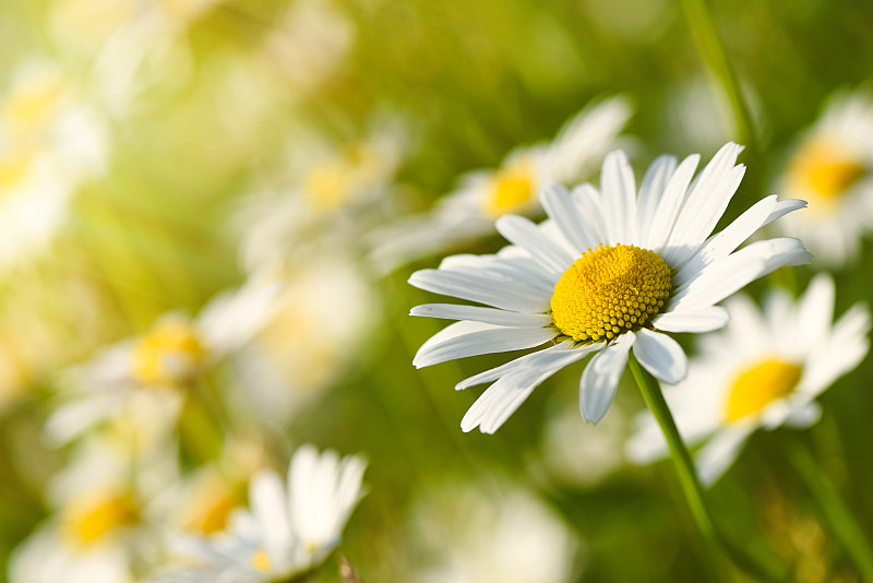 田野的雏菊花-白色的野花图片素材