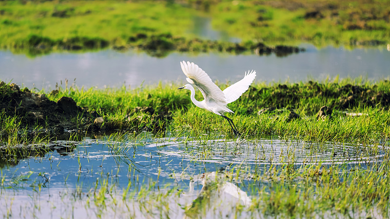 天然湿地中一只正在起飞的白鹭溅起了涟漪图片下载