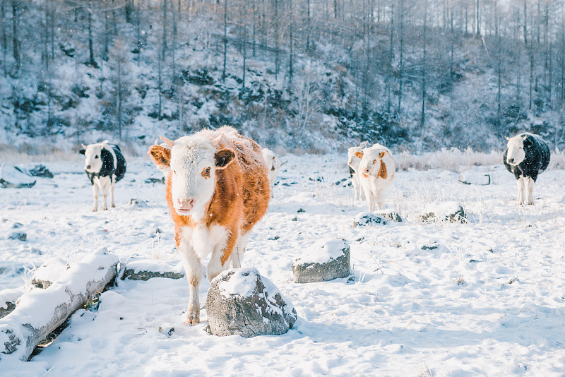 呼伦贝尔冬季奶牛图片素材