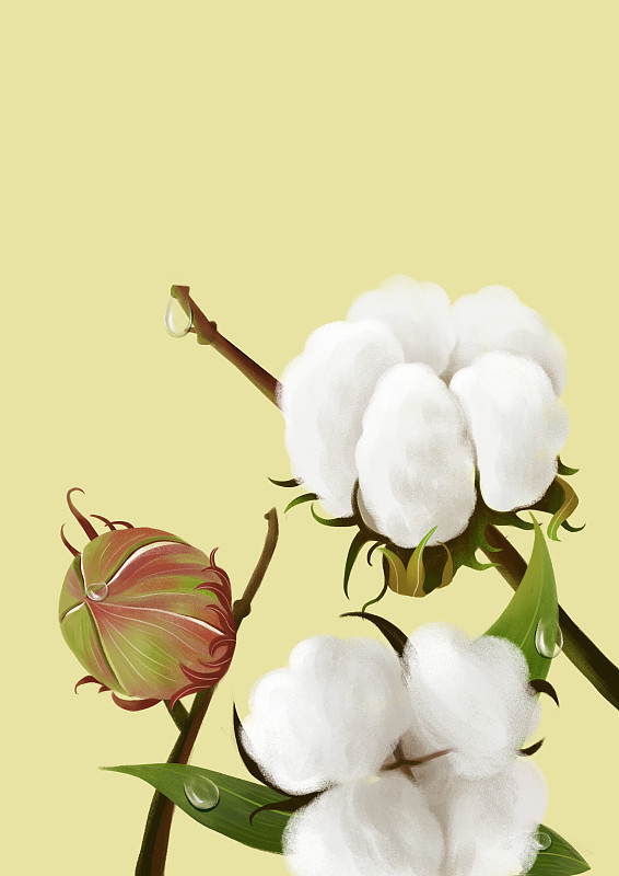 棉花植物背景图片下载