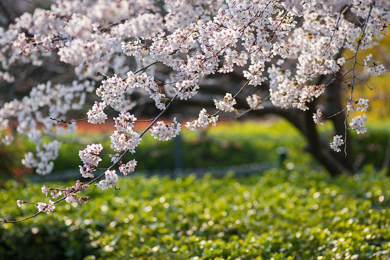 盛开的日本樱花图片下载