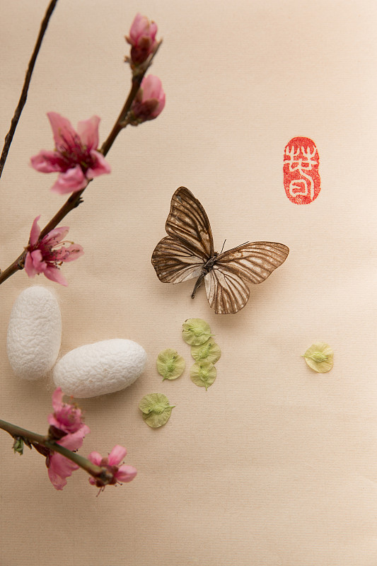 中国画蝴蝶、桃花和蚕茧图片素材