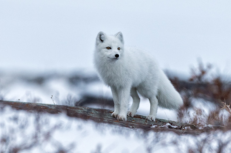 北极狐图片下载
