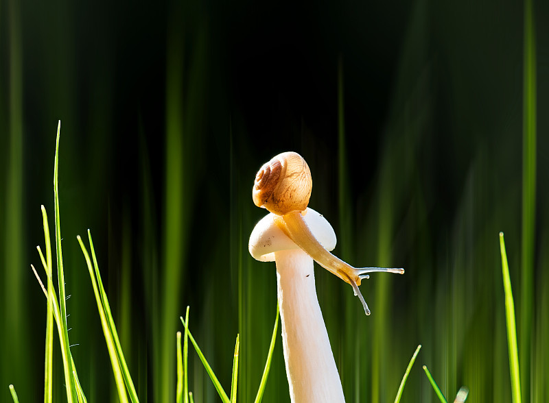 蜗牛与蘑菇-1图片下载