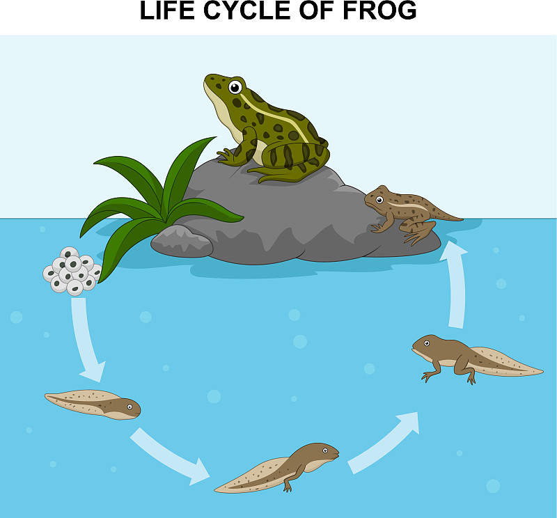 青蛙的生长过程 分解图片