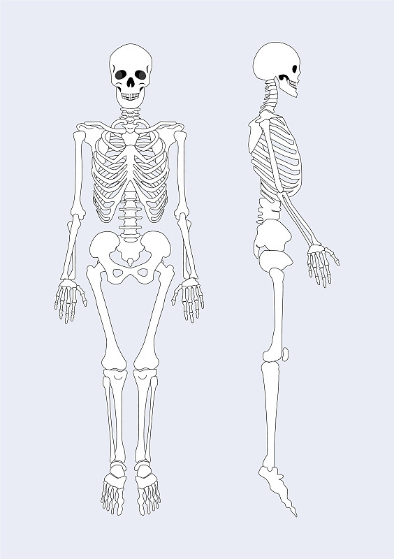 人体骨骼简笔画图片