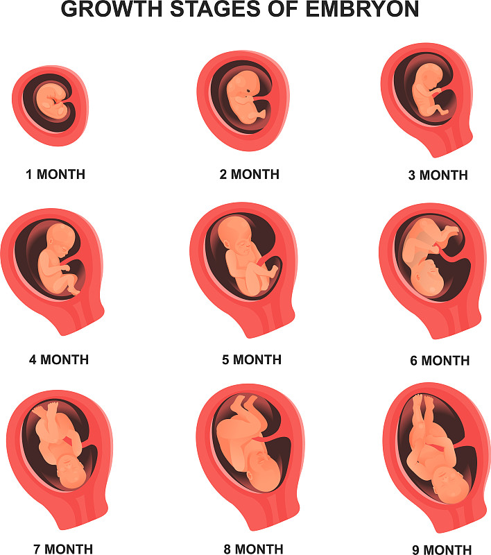 胚胎发育阶段设名称医学海报图片