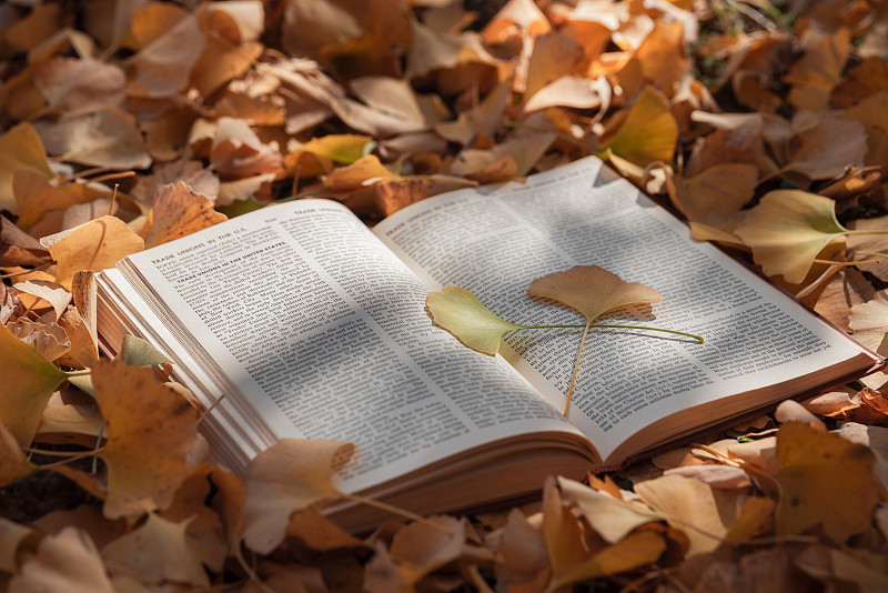 秋天落叶上的英文书籍图片素材