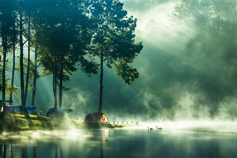 阳光在清晨的松树在湖中图片下载
