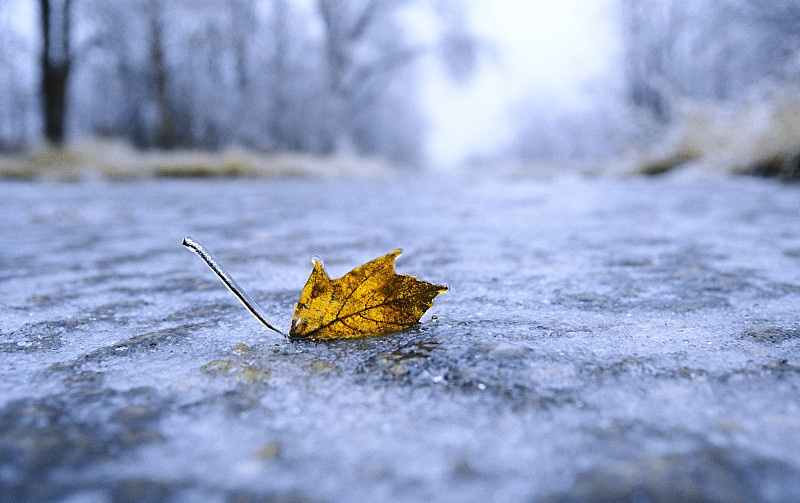 冰冻地面上的叶子图片素材