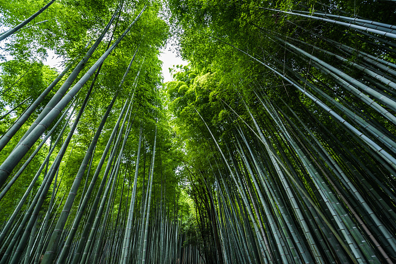 京都岚山的竹林图片下载