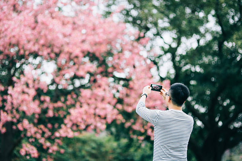 一名男子在自然公园用手机在树上拍摄粉红色花朵的后视图图片下载