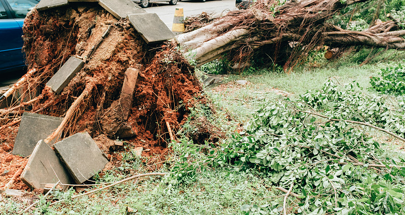 城市中被台风毁坏的倒下的树木图片下载