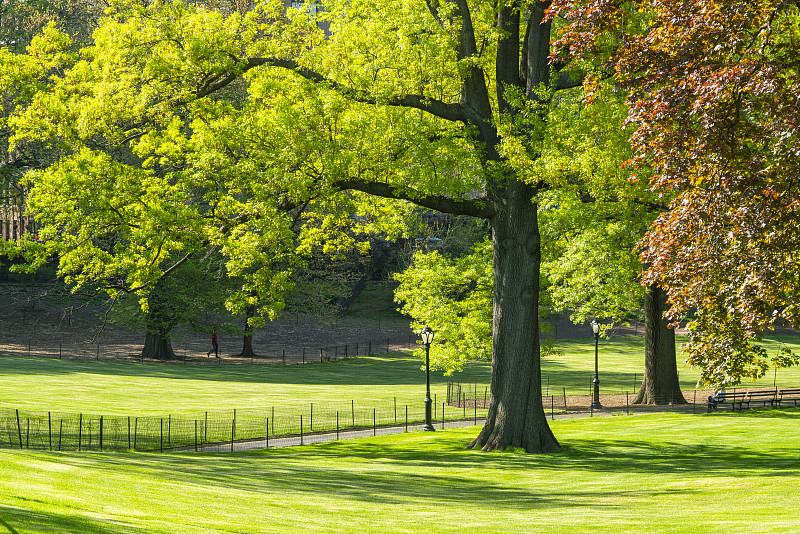 2018年5月9日，美国纽约中央公园，草坪间的小径被新鲜的绿树环绕，被阳光照亮。图片下载