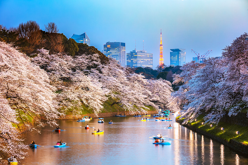 东京，樱花盛开的夜晚图片下载