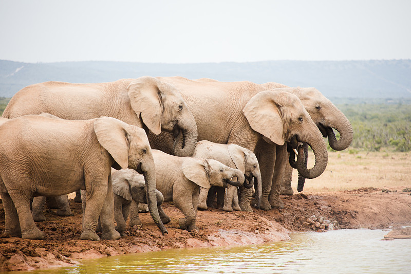 南非国家公园的大象图片下载