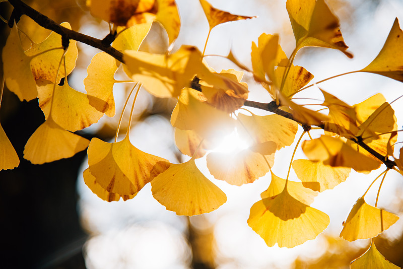 太阳的光芒穿过秋天黄色的银杏叶图片素材