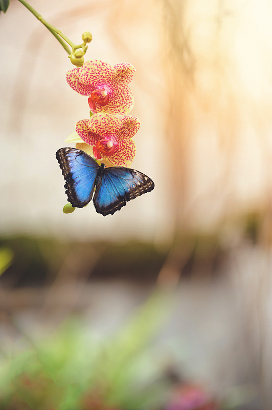 兰花园的蝴蝶图片素材
