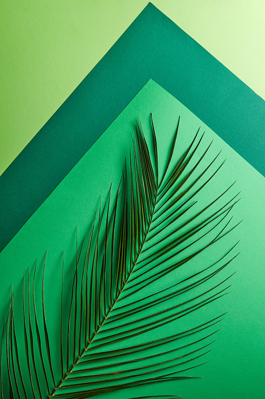 多色的绿色色调与棕榈叶在灰色的背景与宽敞的副本。作为布局的创造性构图。平躺图片下载