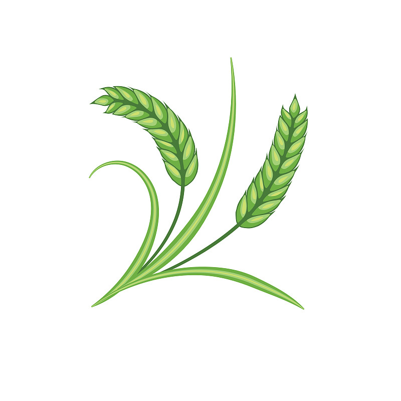 小麦设计元素-绿色图片素材