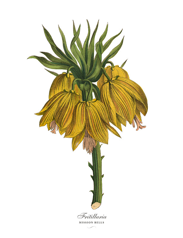 贝母或Mission bell植物，维多利亚植物图例图片下载