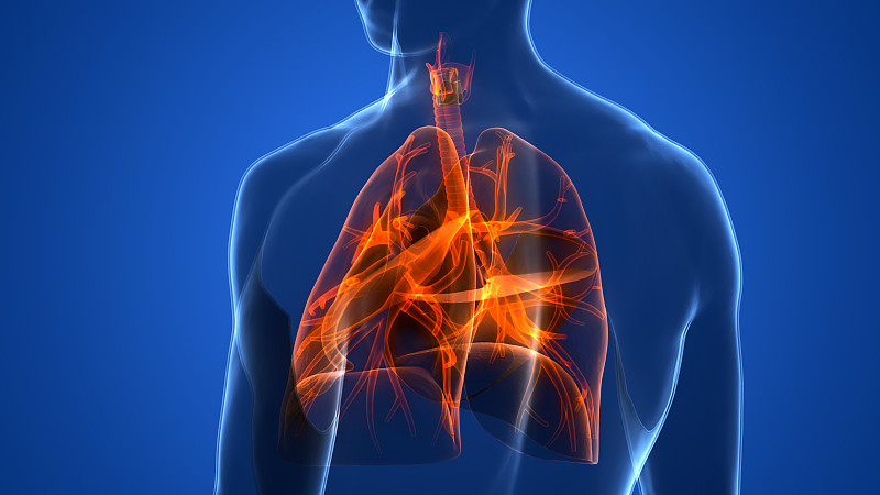 人体呼吸系统及肺解剖学图片下载