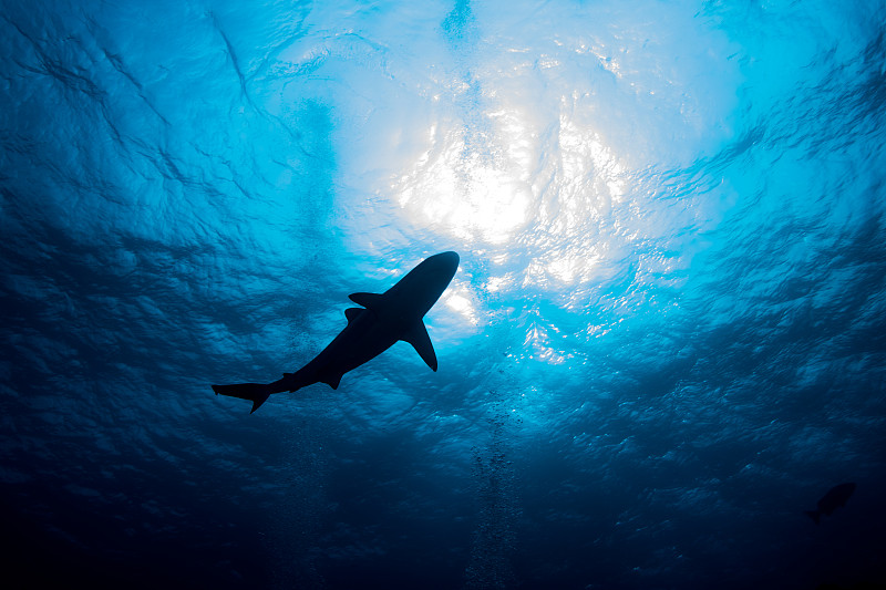 鲨鱼在水面上游动的剪影图片素材