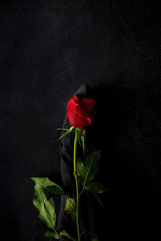 黑色背景壁纸 玫瑰花图片