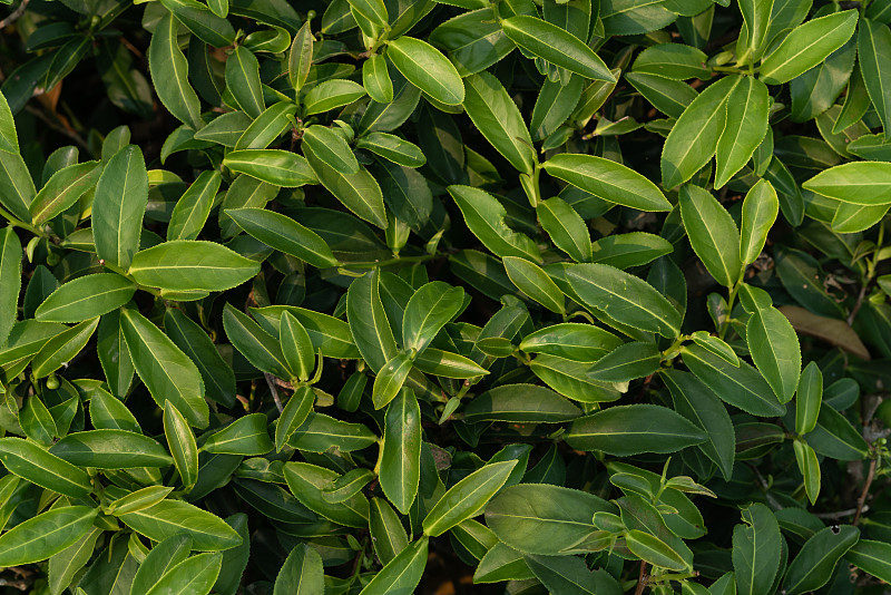 自然清新的绿茶背景和壁纸。俯视图的天然绿色植物。图片素材
