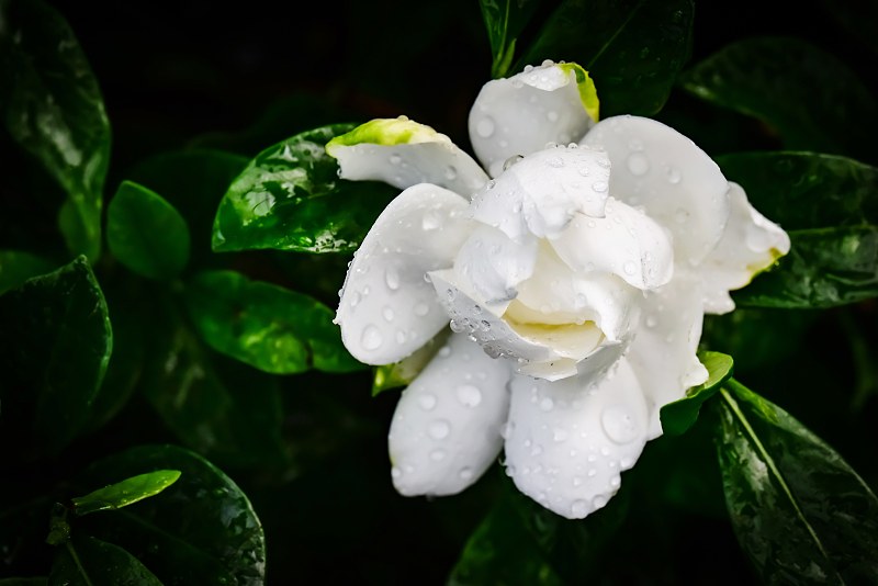 潮湿的白花在雨季的特写图片素材
