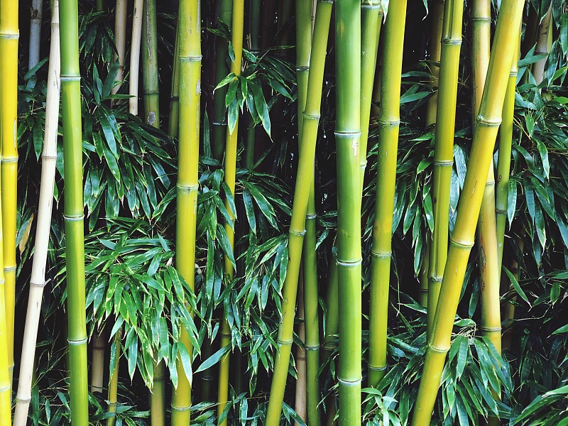 全帧拍摄的竹子植物图片下载