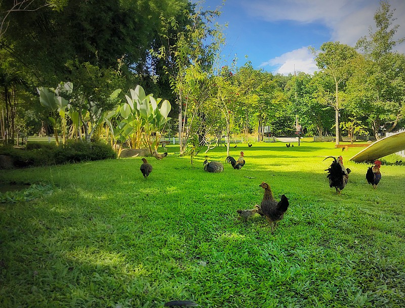 五颜六色的矮脚鸡在绿色的后院。图片素材