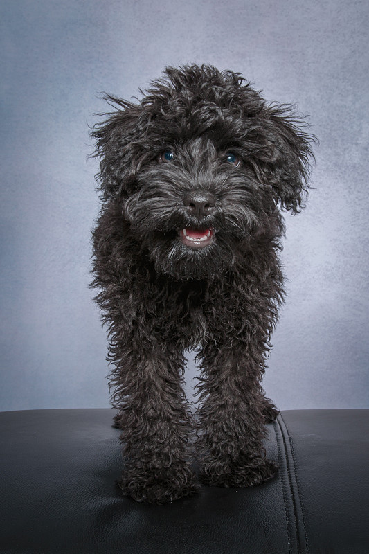一只黑色的雪纳瑞/贵宾犬混种小狗在灰色的背景前看着摄像机图片下载