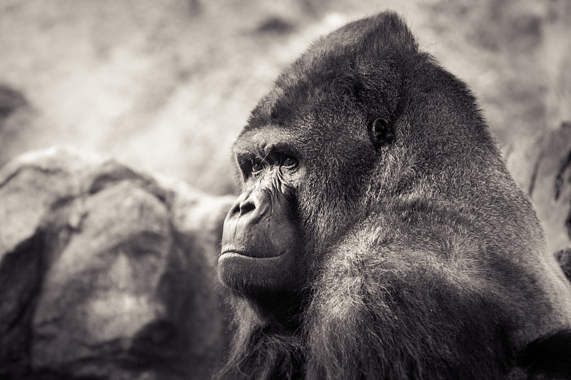 大而强壮的雄性大猩猩具有人类的表情图片下载