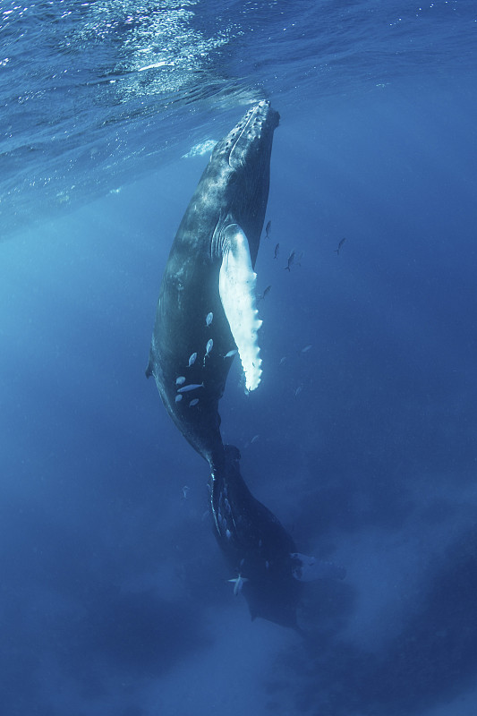 母座头鲸和幼鲸在加勒比海的蓝色水域中游泳图片